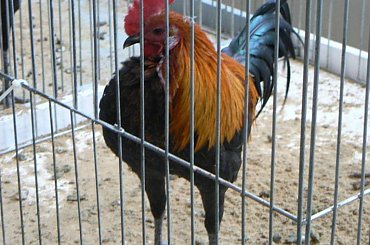 #gołąb #gołębie #wystawa