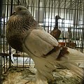 #gołąb #gołębie #WystawaKraków