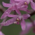 Male lesne rozowe orchidee w okolicy Pigeonhouse Mountain