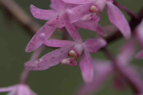 Male lesne rozowe orchidee w okolicy Pigeonhouse Mountain