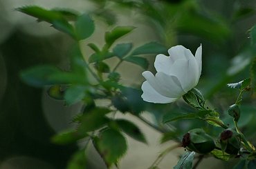 #lato #DzikaRóża #natura