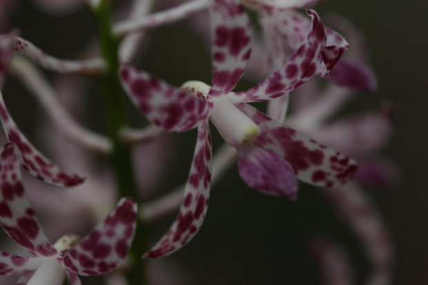 Male lesne nakrapiane orchidee w okolicy Pigeonhouse Mountain