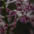 Male lesne nakrapiane orchidee w okolicy Pigeonhouse Mountain