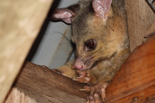 Possum wybral sobie na dzienna drzemke zakatek nad wejsciem do damskich prysznicow na polu kempingowym.