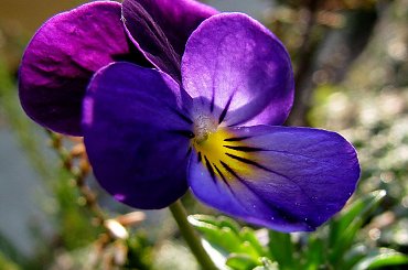 Dzikie bratki #bratki #kwiatki #wiosna