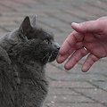 kocur i dłoń #koty #zwierzęta