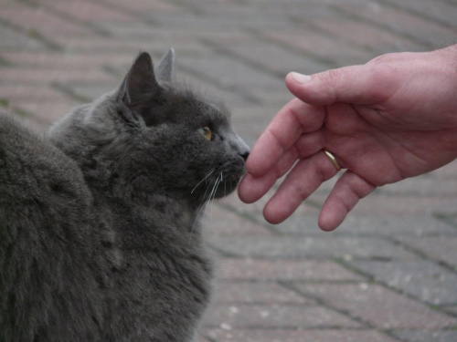 kocur i dłoń #koty #zwierzęta