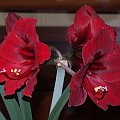 odmiana 'Benfica' - 14 kwietnia 2009 (trzeci pęd) #amarylis #Hippeastrum #hydroponika #Benfica