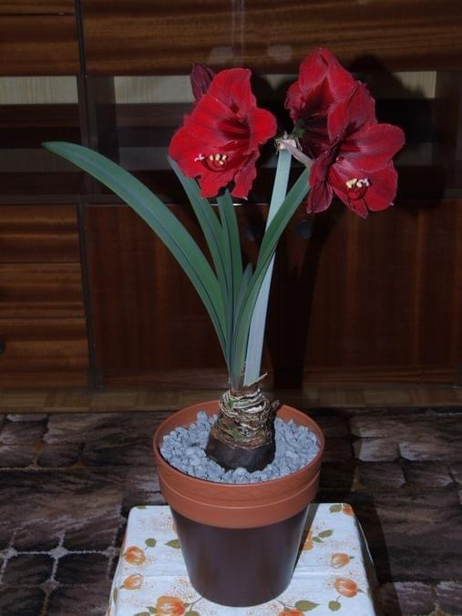 odmiana 'Benfica' - 14 kwietnia 2009 (trzeci pęd) #amarylis #Hippeastrum #hydroponika #Benfica