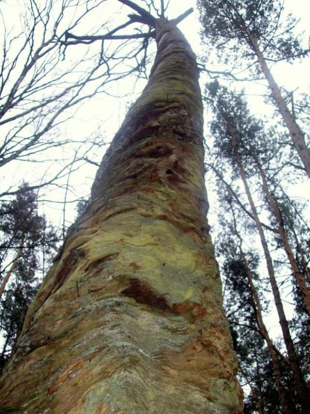 Skręcone przez demony drzewo...