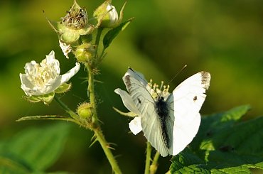 #lato #natura #motyl #jeżyny #bielinek