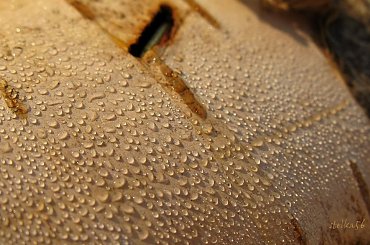 szufladowe różności ... #brzoza #kora #makro #rosa #kropelki