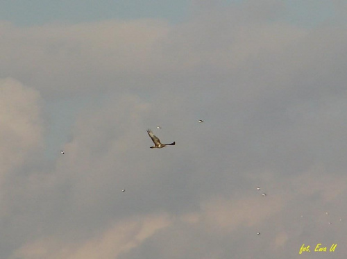 dzisiaj w Kunicach :) latał nisko i pięknie pozował, ale niestety zoom się skończył i wyszło jak wyszło :(