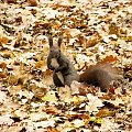 w parku zachodnim wiewióreczki w dwóch kolorkach występują i same się do ręki pchają :)