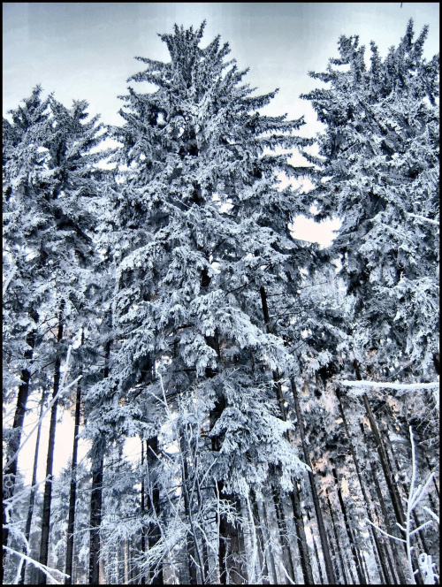Zima - Luty 2009 #zima #NatyraPejzaz