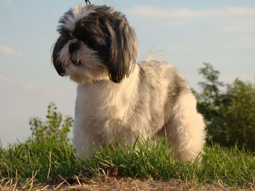 #ShihTzu