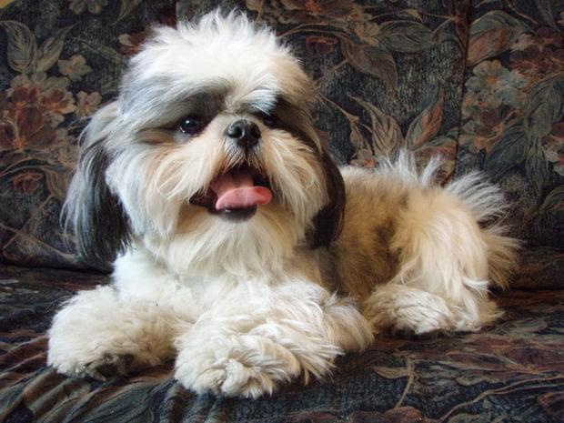 #ShihTzu