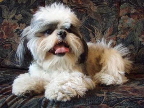 #ShihTzu