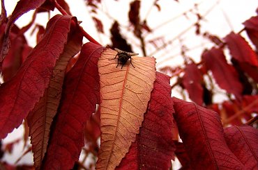 ostatnia mucha.. #mucha #jesień #ostatnie