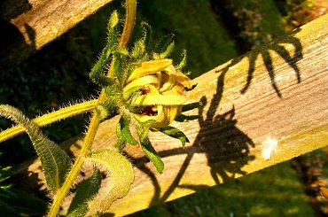 ostatni kwiat #kwiat #jesień #ostatnie