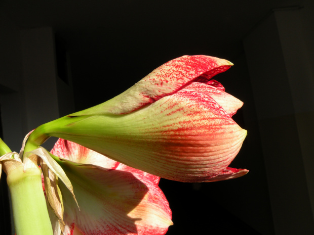 'Magastar'