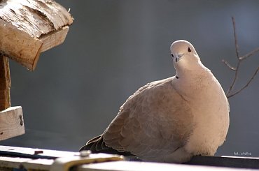 one też przychodzą do karmnika ... :) #ptaki #sierpówki #balkon #zima #WKarmniku