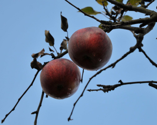 Ostatnie jesienne jabłka