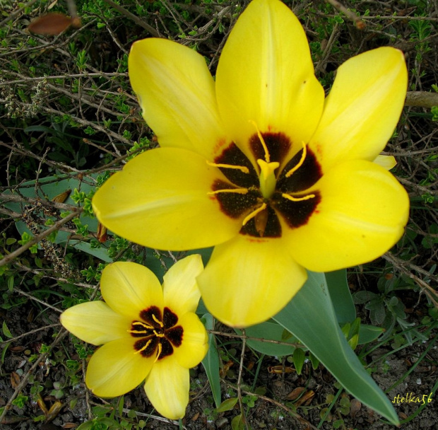 dla CARLOSA1979 - urodzinowy kwiatek i życzenia 100 LAT W ZDROWIU !!! **** (ulub. carlos1979) **** #kwiaty #tulipany #ogród #życzenia