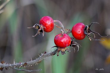 owocowa jesień ... :)) #owoce #RóżaPomarszczona #jesień #park