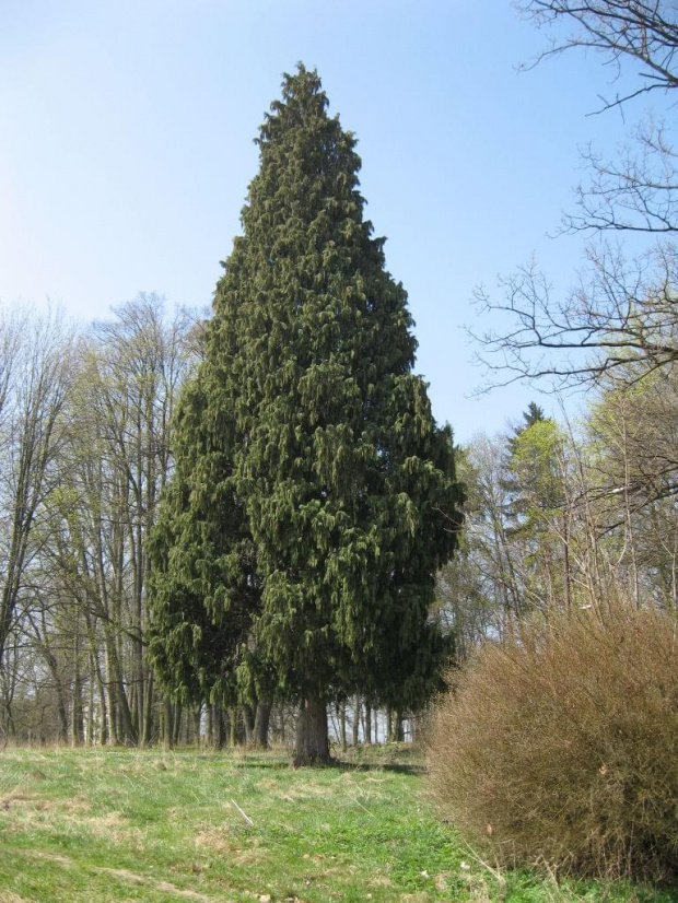 Park pałacowy w Bożkowie