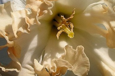 ogródkowe różności c.d. #kwiaty #makro #narcyze #żonkile #wiosna #ogród