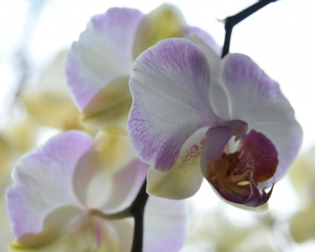 Egzotyczne orchidee