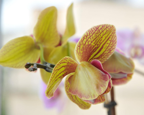 Egzotyczne orchidee