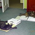 Biurowe życie Snejkiego i Misia #Snejki #Misi #Pracusie #koty