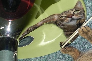 Biurowe życie Snejkiego i Misia #Snejki #Misi #Pracusie #koty