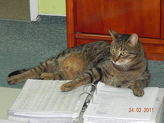 Biurowe życie Snejkiego i Misia #Snejki #Misi #Pracusie #koty