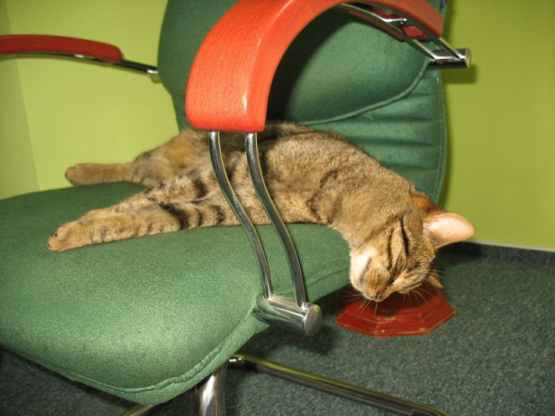 Za mały fotel ? #Czupurki #Snejki #Koty