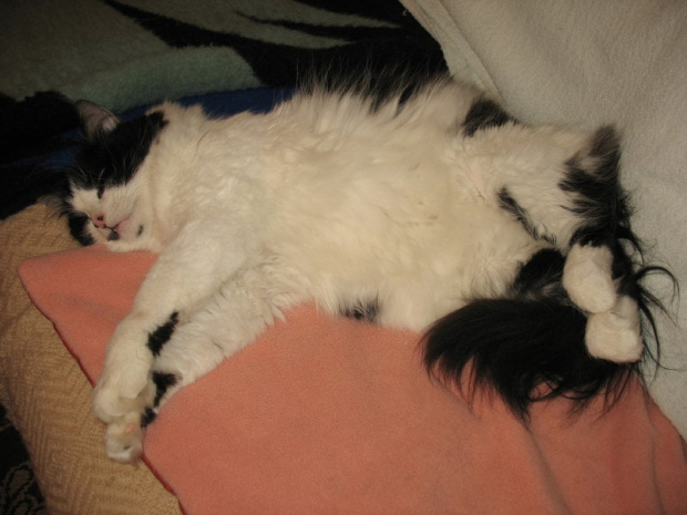 Tak sobie śpimy #Kocianki #Dyzio #Jusia #Koty