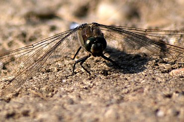 wspominam ... #lato #NadWodą #owady #ważki #makro