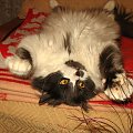 Jusia w swojej ulubionej pozie - do spania i do zabawy #Kocianki #Jusia #Koty