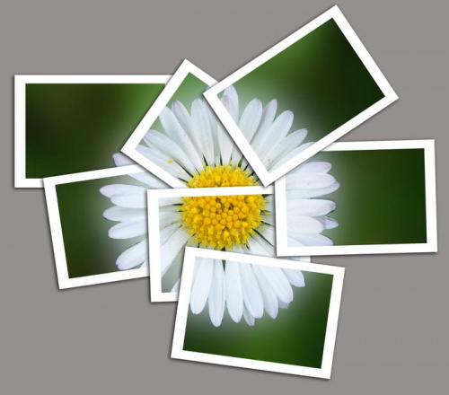 stokrotka #stokrotka #KwiatekKwiatki #photoshop #fotomontaż