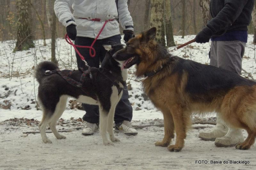 Trening Ligota 26-02-2011 #Jangcy #Travois