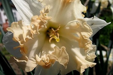 dla GOOCHASS - zdrowia i
wielu powodów do radości ...:) #kwiaty #narcyze #żonkile #wiosna #życzenia