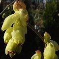 Corylopsis spicata