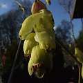 Corylopsis spicata