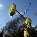 Corylopsis spicata