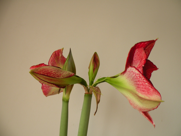 'Flamenco Queen'