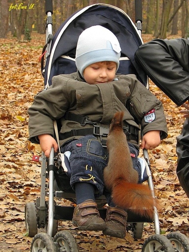 Przyszli do parku nie spodziewając się takich atrakcji, orzechy dałam ja, a wiewiórka dała dziecku radochę. Karolek był wniebowzięty a ja miałam co pstrykać :))