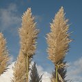 Cortaderia seolana