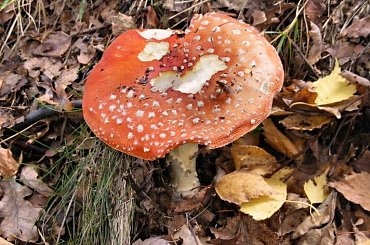 #grzyb #grzyby #muchomor #muchomory